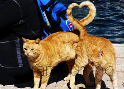 Cara Mengawinkan Kucing Yang Tepat Kucing hewan mamalia yang menggemaskan Cara Mengawinkan Kucing Yang Tepat