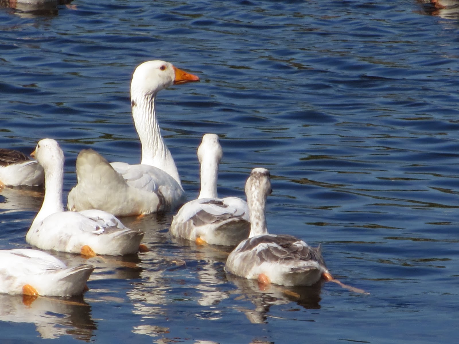 Cannundrums: Hybrid Greylag or Domestic Goose