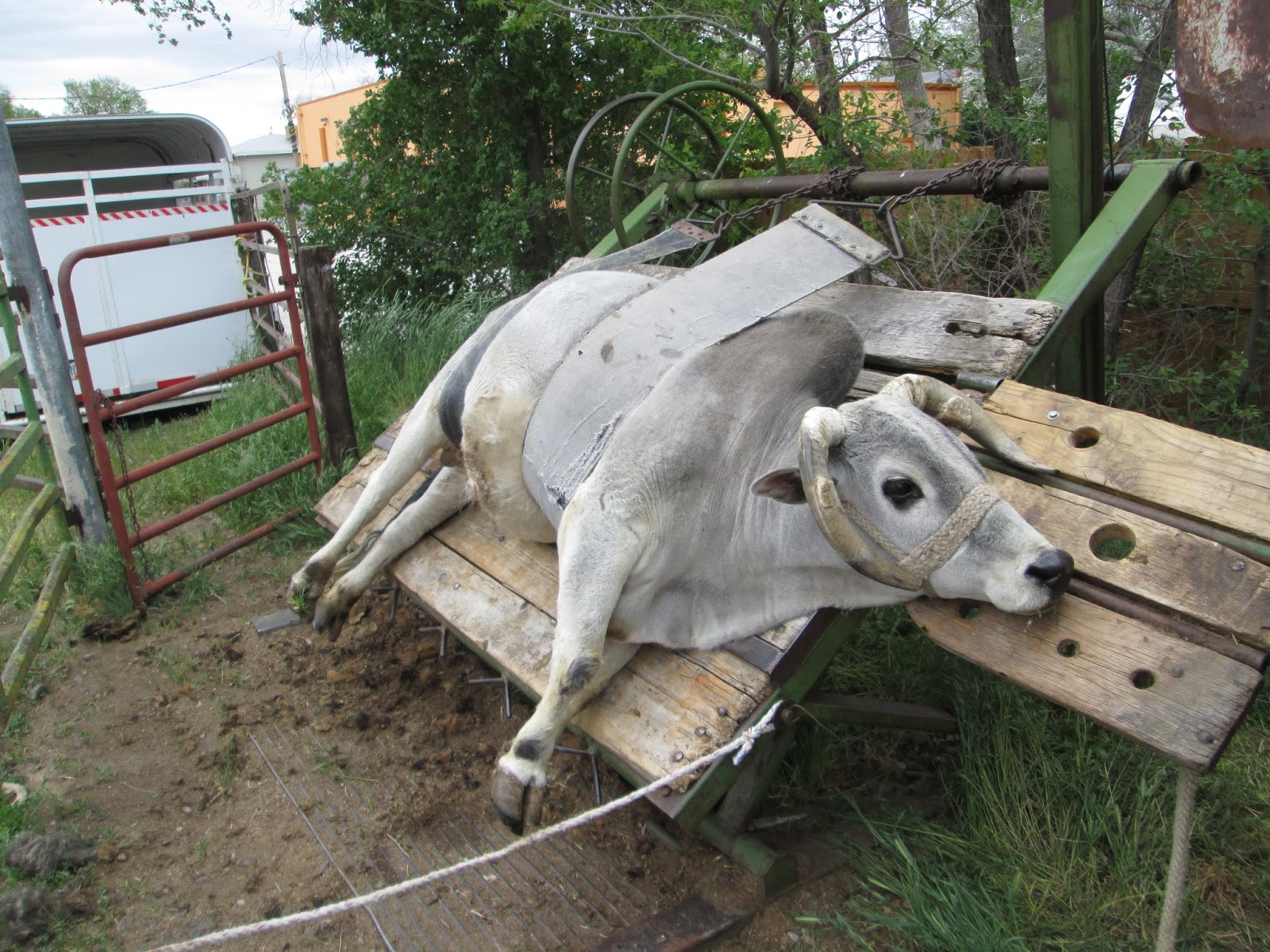 Animal Antics Fun with Rescued Animals Cow Hoof Trim