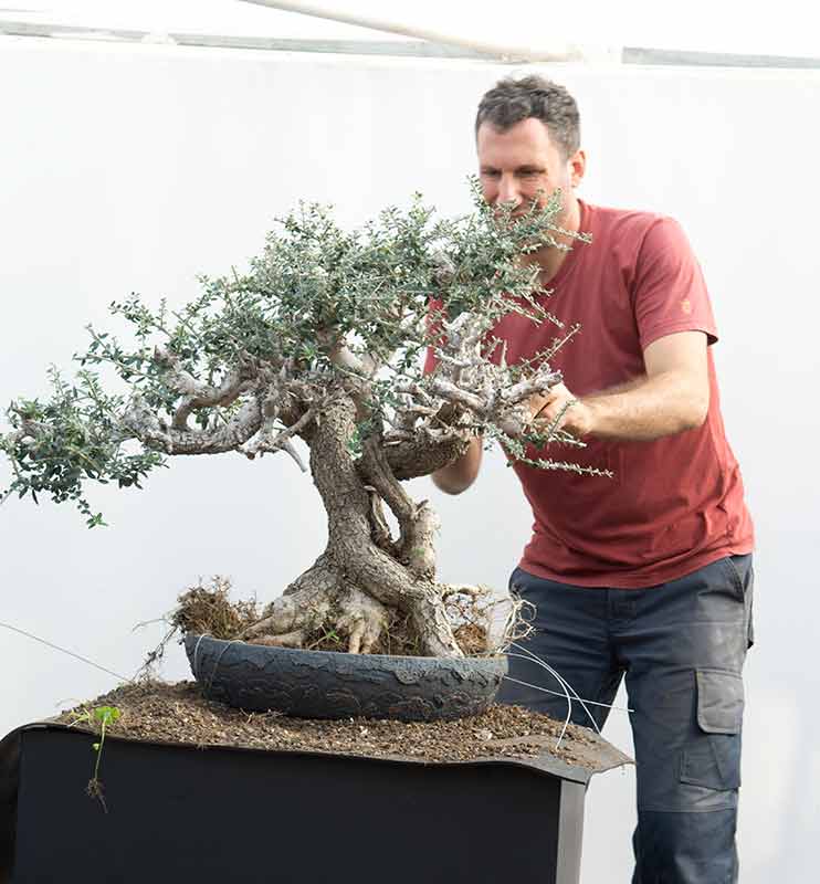 Walter Pall Bonsai Adventures Master Class Croatia 2018 22