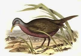 cotara australiana Eulabeornis castaneoventris
