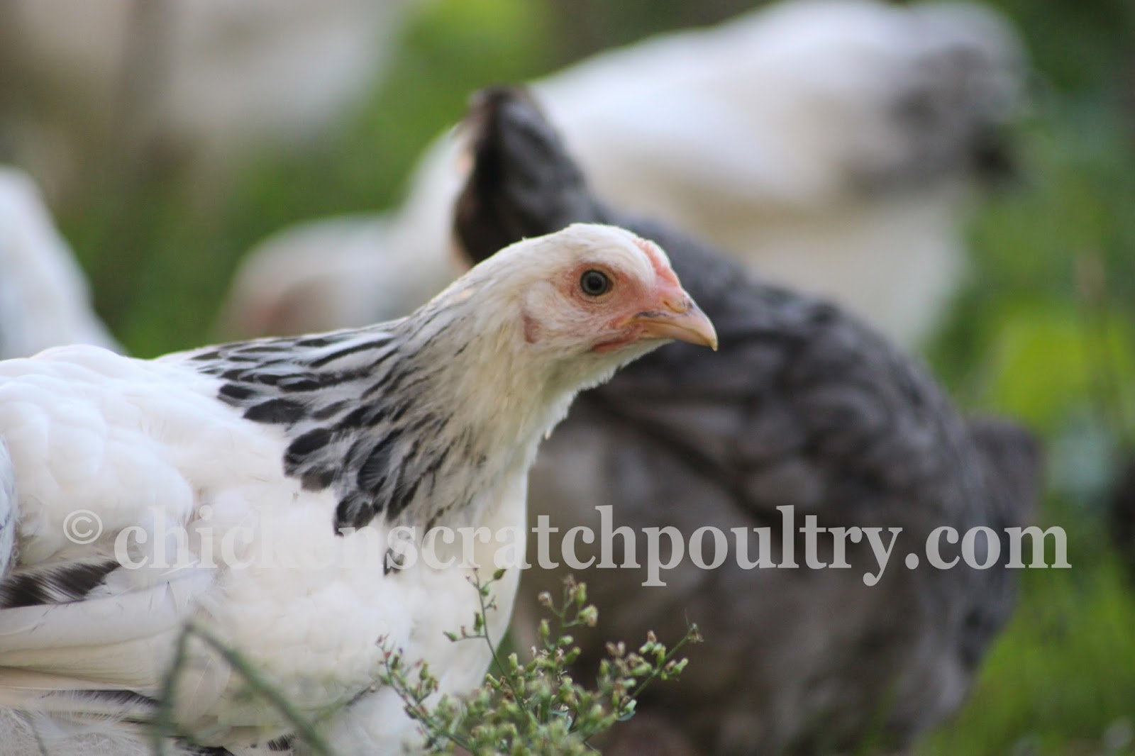 Chicken Scratch Poultry Pullets Available For Shipping