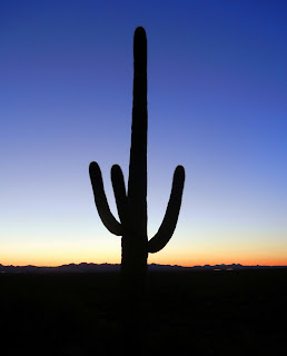 Sunset in the Sonoran desert