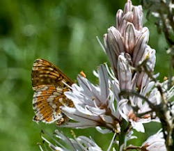 Gamón y mariposa