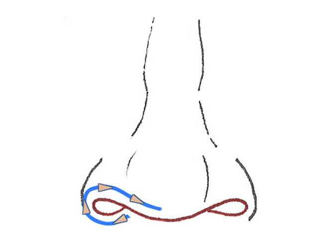 human nose drawing