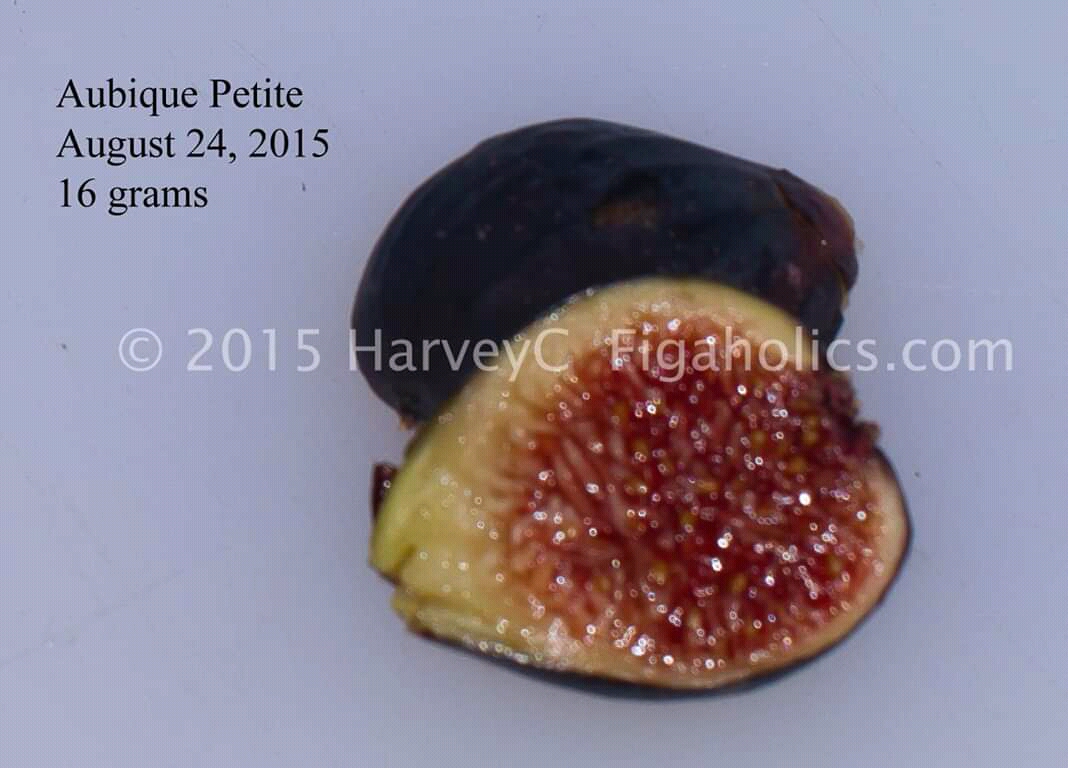 Aubique Petite Fig Var Tin