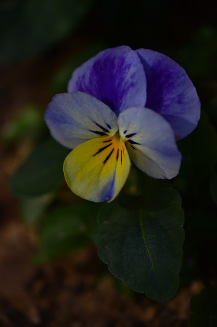 Viola viola, small sunny garden, desert garden, amy myers