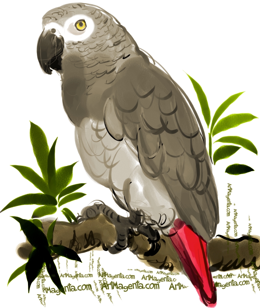 Birds: Grey Parrot