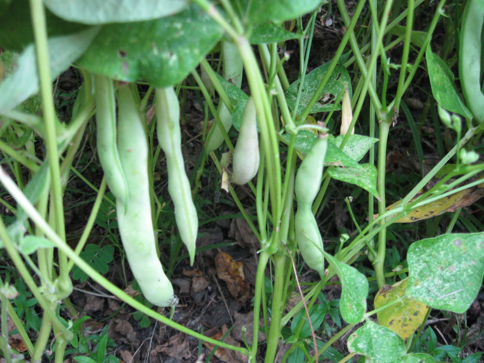 Black Beans Seeds How To Plant at Cinda Thoreson blog