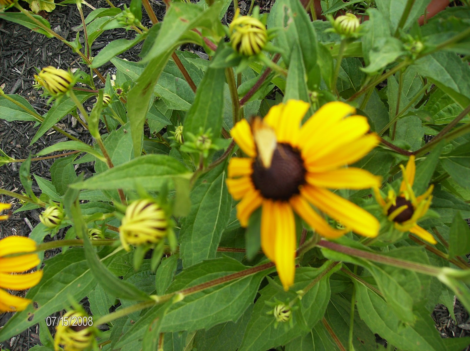 The Blue Iris The Best Perennial Flowers for Clay Soil