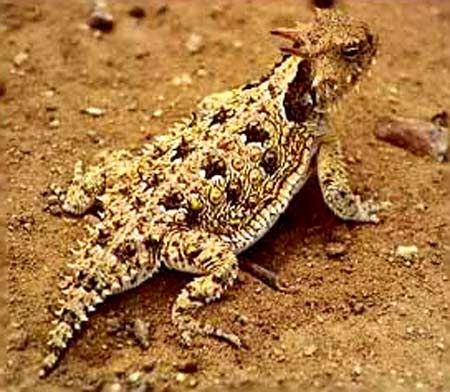 horned toad texas desert lizards lizard toads horny frogs dusty track animals animal