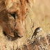 Lion and Frog Story