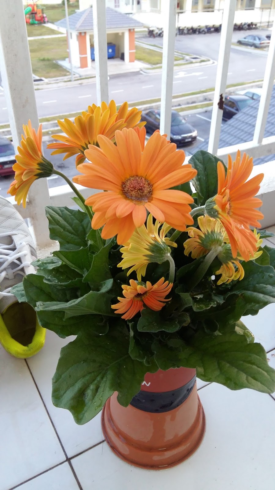 GAMBAR POKOK BUNGA KEKWA YANG CANTIK DAN SEGAR - INILAH REALITI