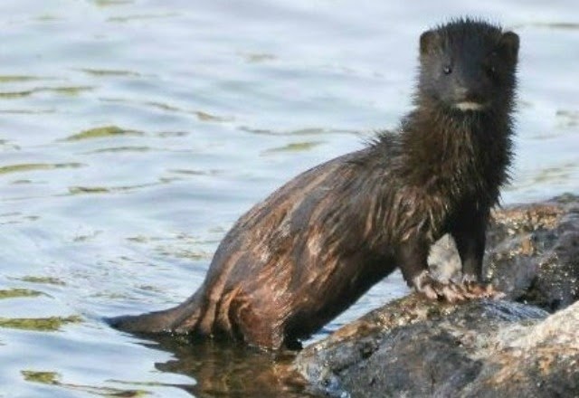 American Mink Animals Amazing Facts And Latest Pictures The Wildlife