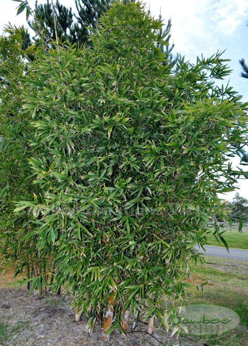 Bamboo Creations Victoria New phone number for Bamboo Creations Victoria