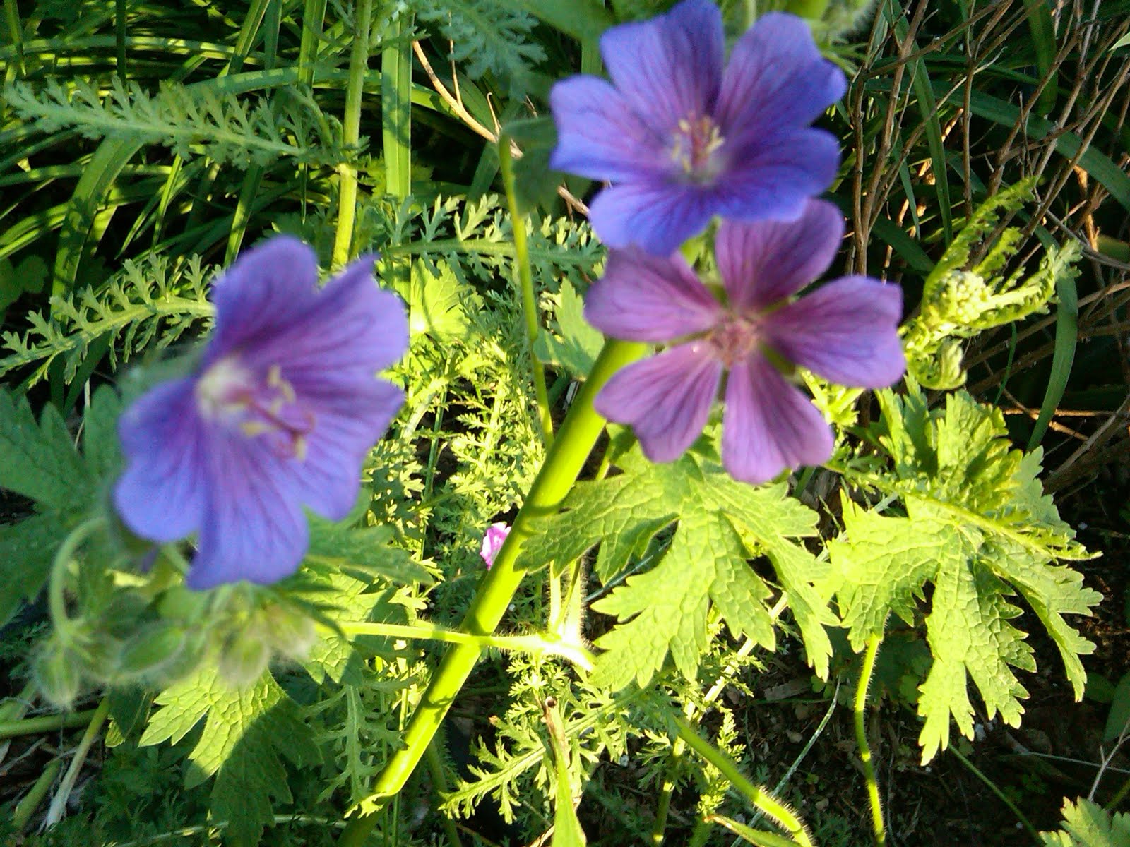 The Many Gardens of Frog Hollow: Geranium Roxanne