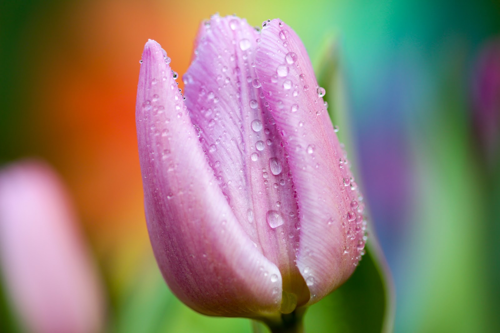 Purple Petaled Flower