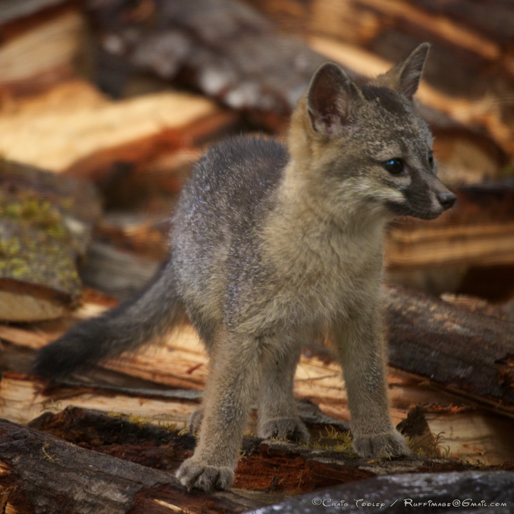Mendonoma Sightings Gray Fox Kits are they the cutest critters on