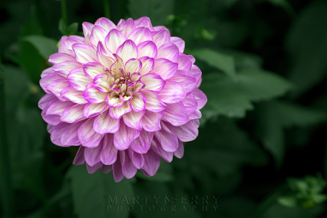 Delicate purple dahlia with green foliage behind Anglesey Abbey dahlia collection in bloom by Martyn Ferry Photography