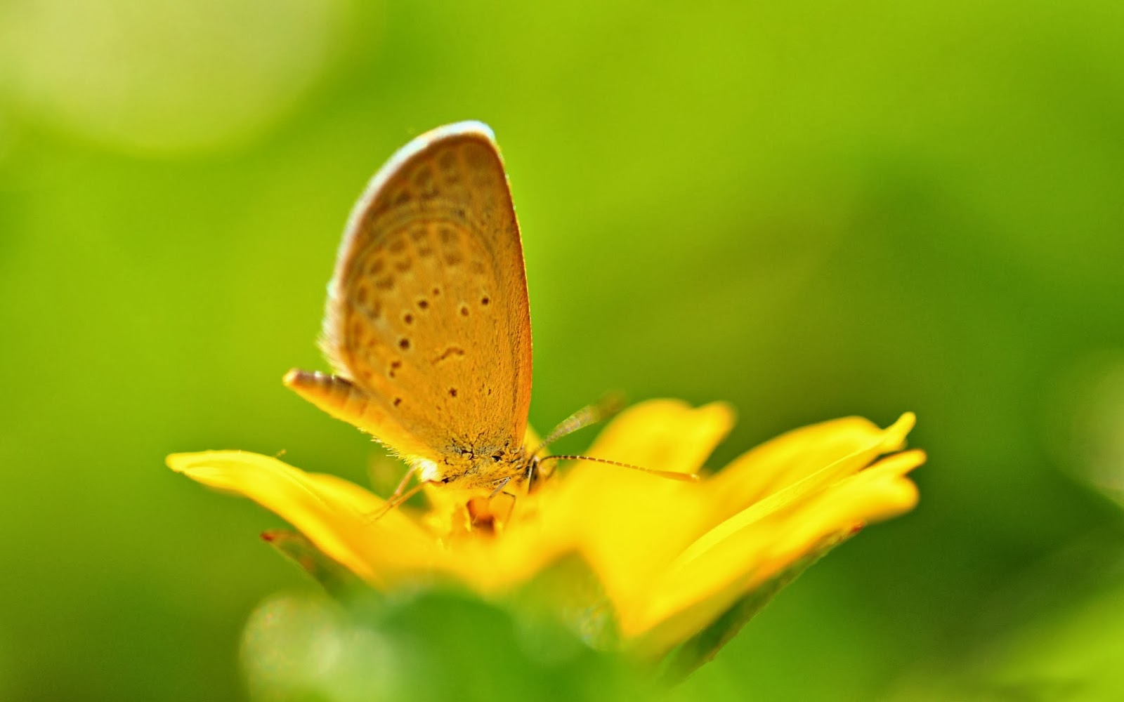 All new wallpaper Yellow butterfly wallpaper