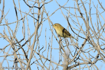 Mosquiter comú (Phylloscopus collybita)