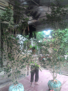 0983922654_01684589528Chuy%25C3%25AAn%2Bcung%2Bc%25E1%25BA%25A5p%2Bv%25C3%25A0%2Bb%25C3%25A1n%2Bc%25C3%25A2y%2Bhoa%2Bm%25E1%25BB%2599c%252C%2Bc%25C3%25A2y%2Bm%25E1%25BB%2599c%2Bh%25C6%25B0%25C6%25A1ng%252Cc%25C3%25A2y%2Bm%25E1%25BB%2599c%2Bt%25C3%25AA%252C%2Bc%25C3%25A2y%2Bqu%25E1%25BA%25BF%2Bhoa%252C%2Bc%25C3%25A2y%2Bc%25E1%25BA%25A3nh%252C%2Bc%25C3%25A2y%2Btrong%2Bv%25C6%25B0%25E1%25BB%259Dn%252C%2Bc%25C3%25A2y%2Bph%25C3%25BA%2Bqu%25C3%25BD%2B%252821%2529.jpg