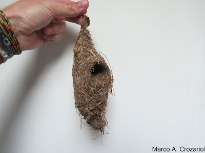 Detalhes do ninho de uma das espécies analisadas. Cada ave emprega um tipo específico de material na construção do seu ninho. Foto: Marco A. Crozariol. Pesquisa, aves, ninhos, Crozariol, museu nacional do Rio de Janeiro, filogenia, estudos com ninhos, ninhos de aves, natureza, pássaros