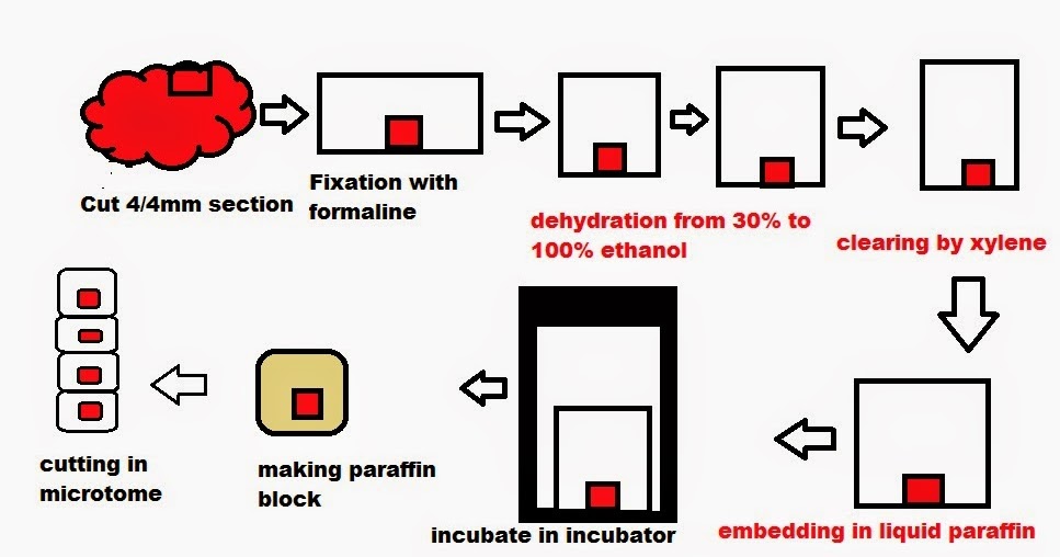 easyhumanatomy Tissue preparation for making histological slides easy