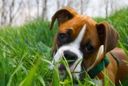 Nutrition-Boxer-Dog-Eats-Grass