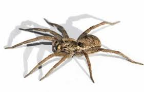 Serviço de Dedetização de Aranhas Sp