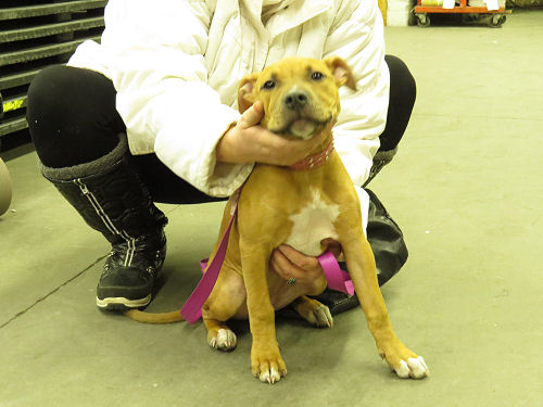 pit bull boxer mix puppy
