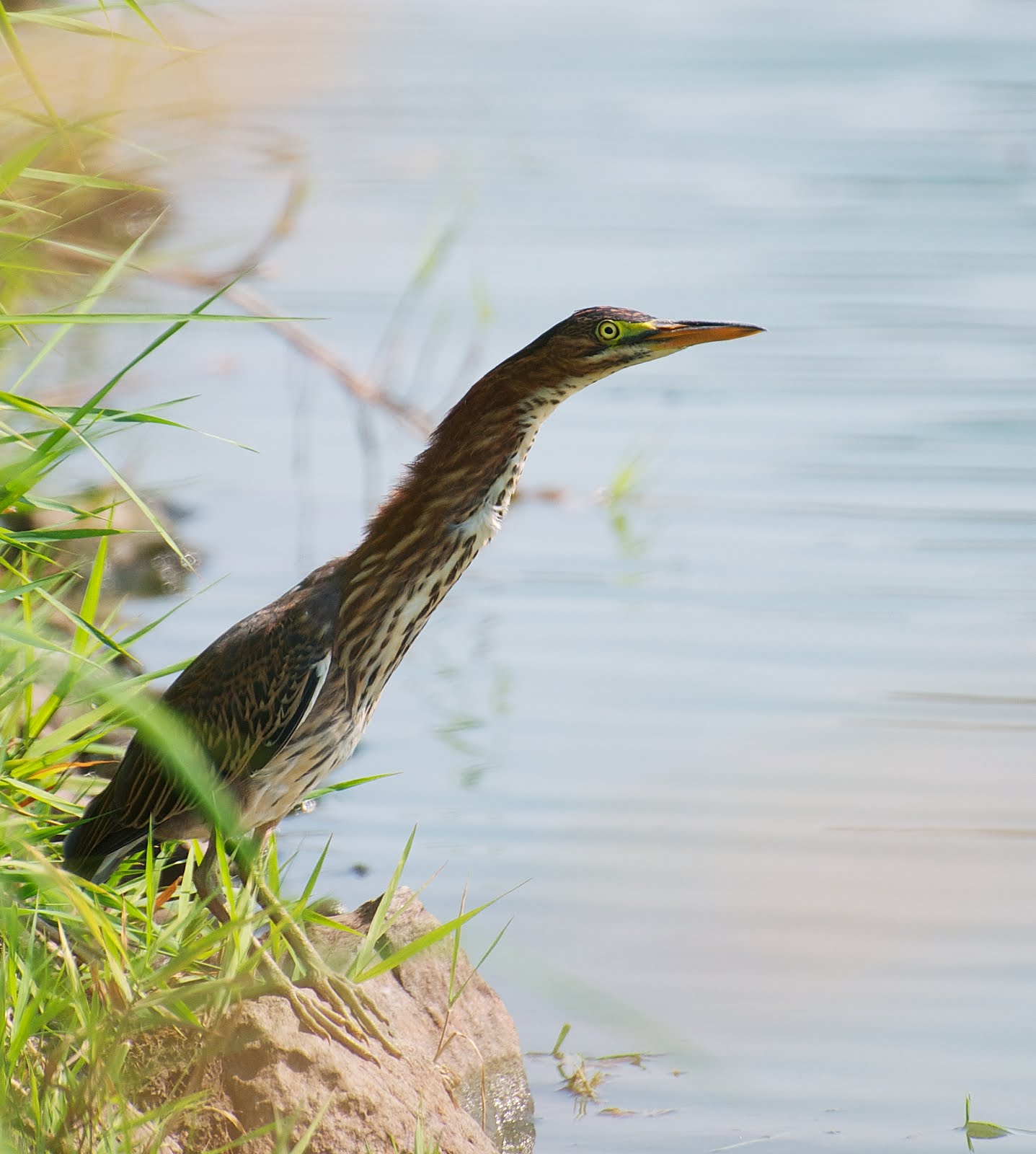 NW Bird Blog Green Heron Juvenile