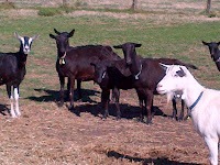 Kambing Susu Meelan