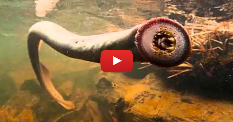 12 Oldest animals in the World that is also known as "Living Fossils"