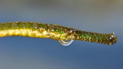 Βρέθηκε σπάνιο τροπικό ψάρι στο Ναύπλιο