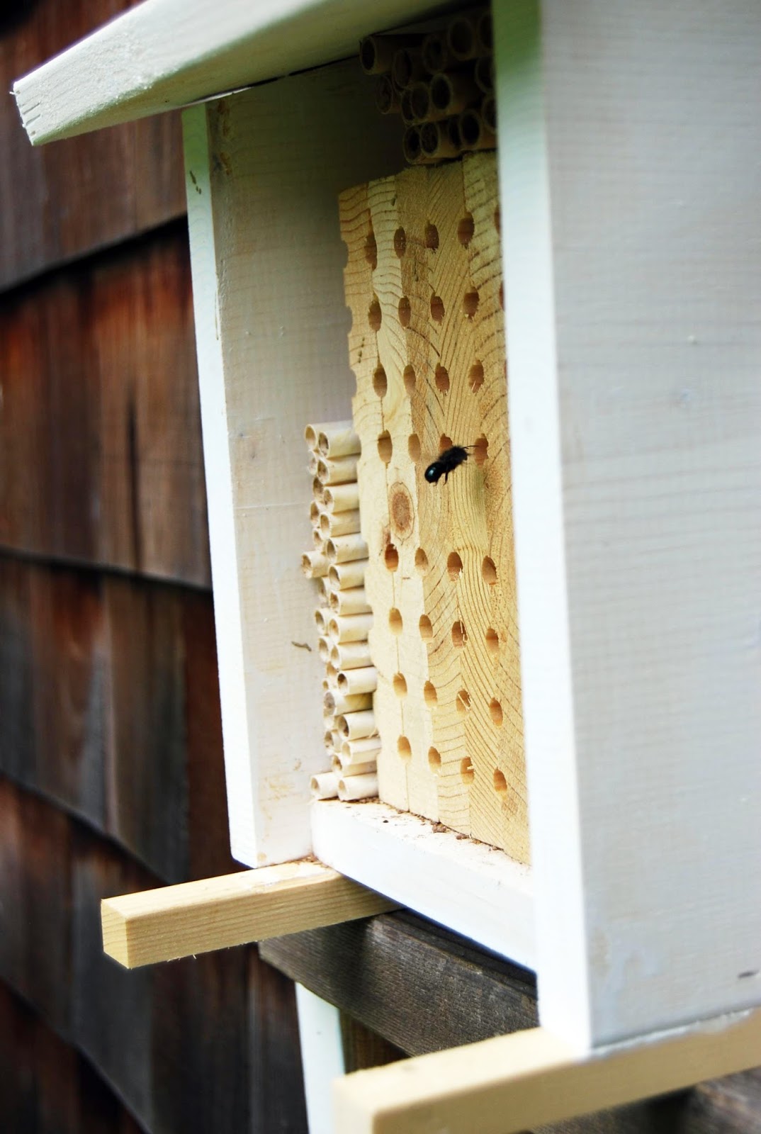 Brushy Mountain Bee Farm Honey Bees vs. Orchard Mason Bees