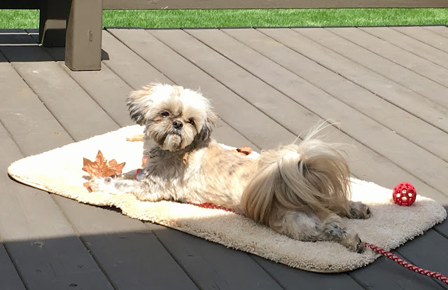 Os shih tzu sente frio?