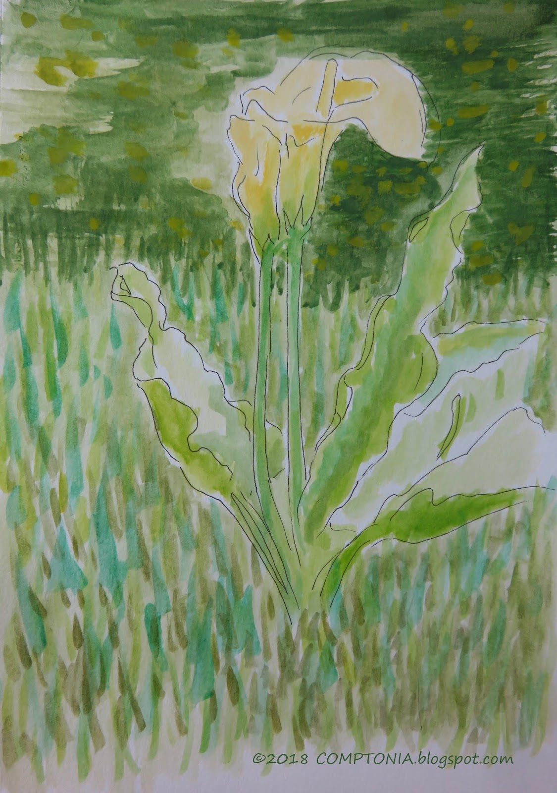 Comptonia someone else's photograph