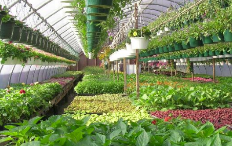 6 Indoor Plants That Love The Dark A Tip From Garden Center 6 Indoor Plants That Love The Dark A Tip From Garden Center Nursery