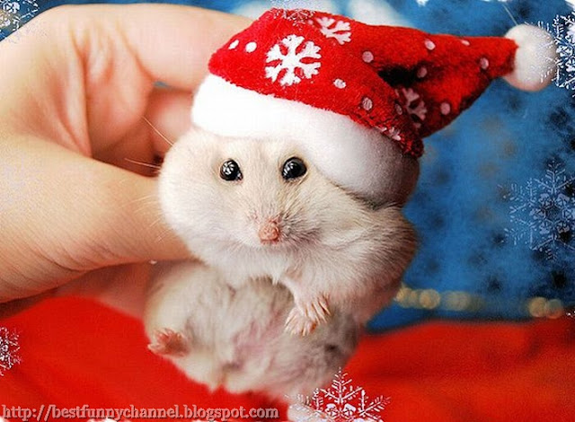 Cool Christmas Hamster