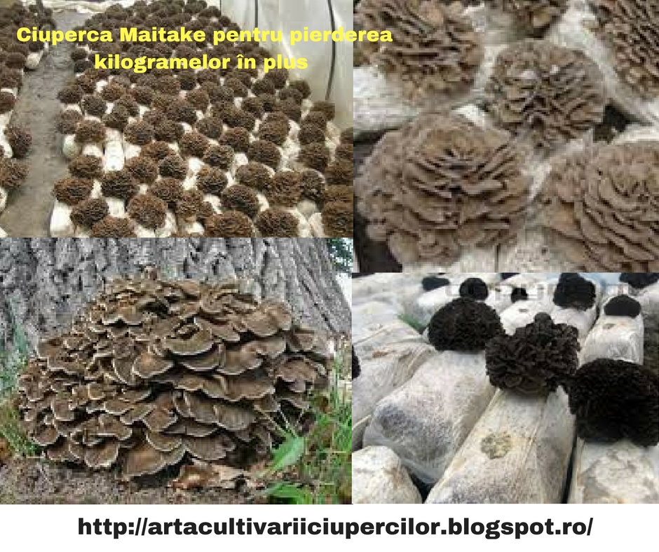 Arta Cultivarii Ciupercilor Ciuperci Medicinale