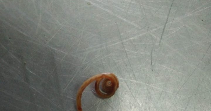 Jadual Pemberian Ubat Cacing Pada Kucing  Eintan Nurfuzie  Lifestyle