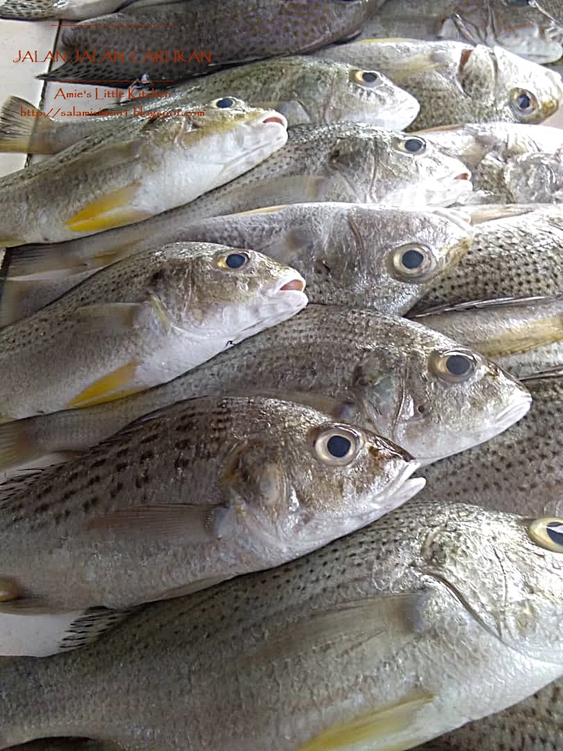 Amie S Little Kitchen Memburu Ikan Segar Di Kala Petang