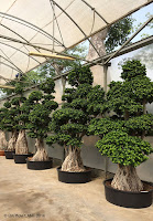 ficus-microphylla-ginseng