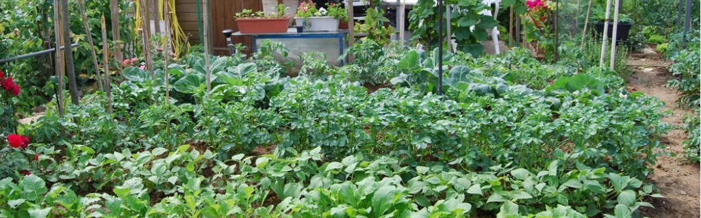 A-Hubgjardineur : Produire ses légumes