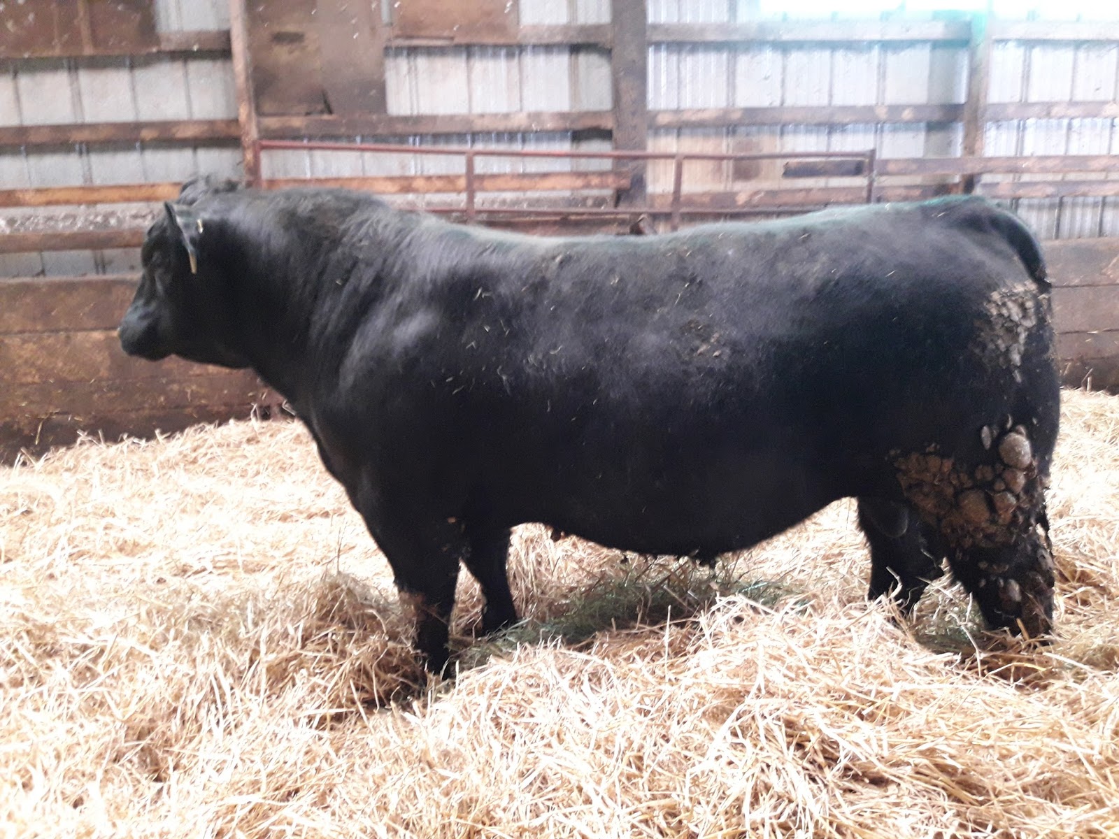 PEI Angus Association Angus bull for sale