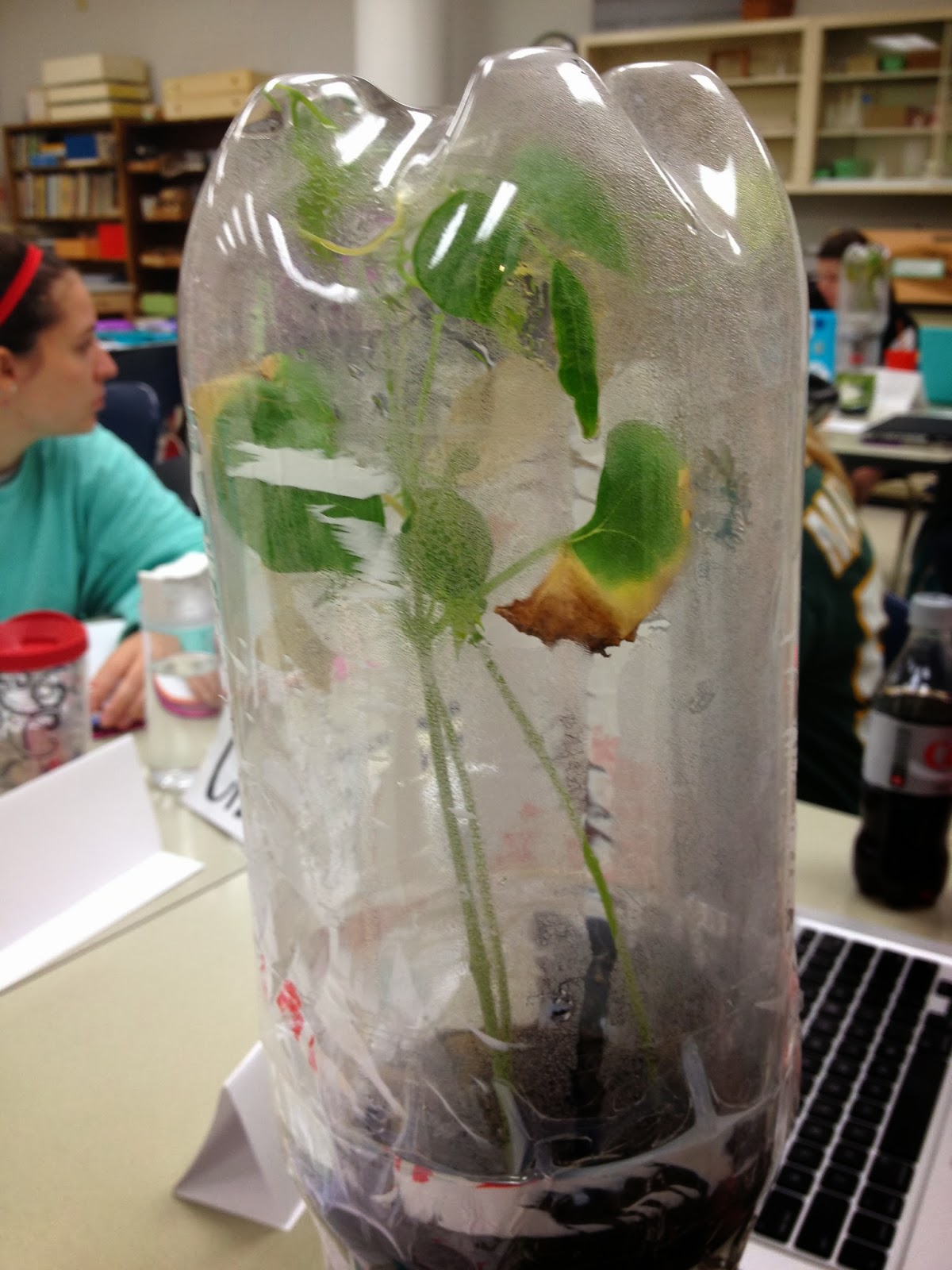 Ecosystem in a Bottle: Ecosystem in a Bottle: Week 5