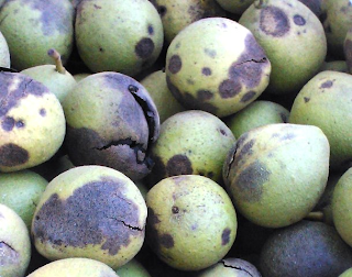 black walnuts still in their green and brown husks