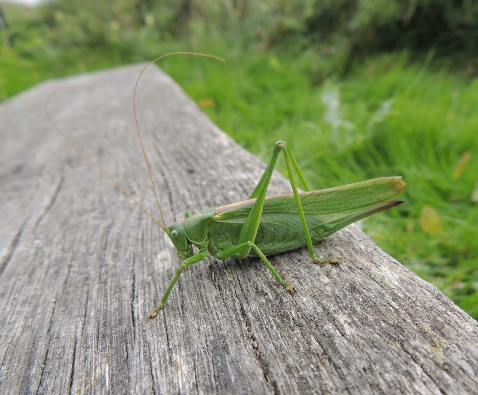 Plovers Blog Night of the bush cricket