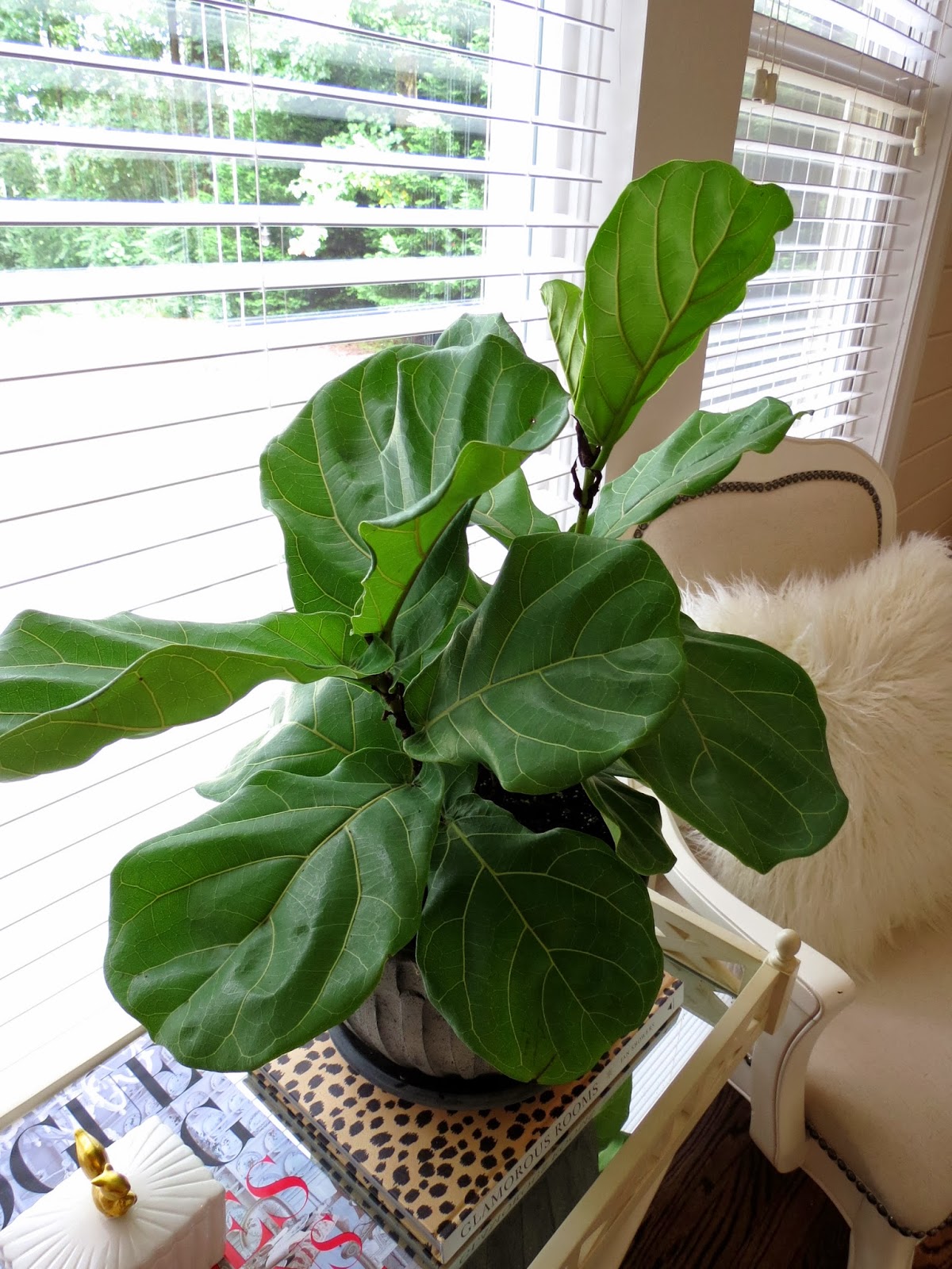 Caring For House Plants A Fiddle Leaf Fig Story And An Nameless Orchid 